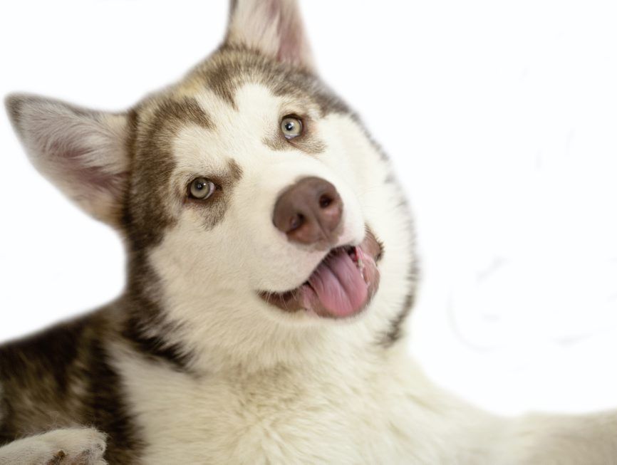 Sabre the dog that was baited. Sabre the dog that was baited.